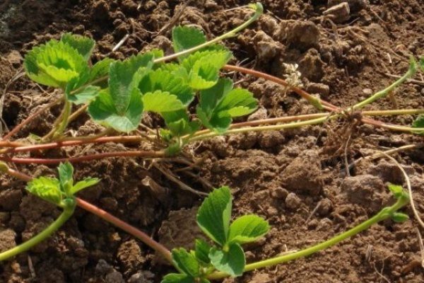  Reproduction de fraises