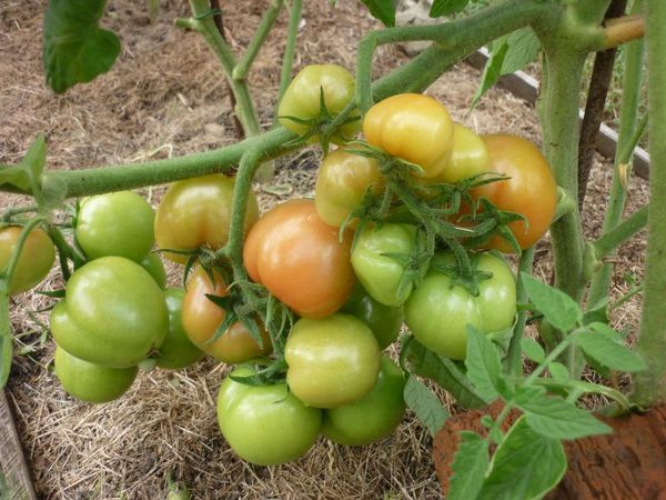  Tomate Sanka n'a pas besoin de jarretière ni de berceau