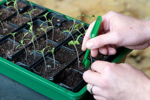  Les sélections sont effectuées lorsque quelques feuilles apparaissent sur les plantules.