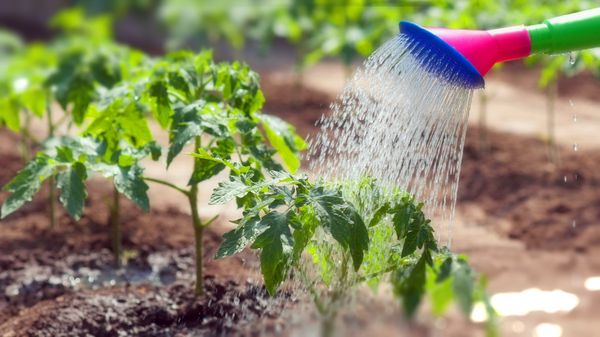  La plante a besoin d'un arrosage modéré.