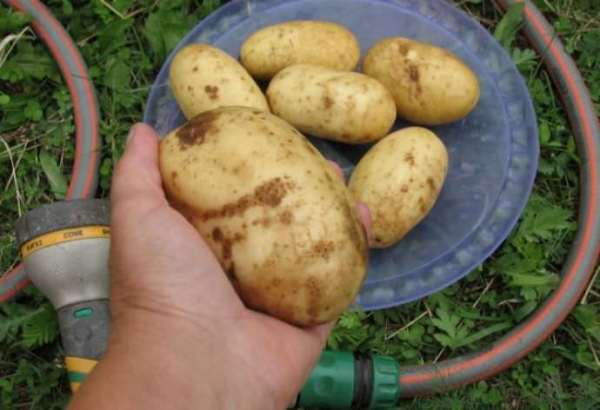  Pommes de terre colette