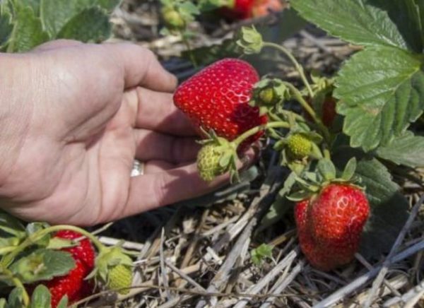  Fraises Elinae sur la parcelle de jardin