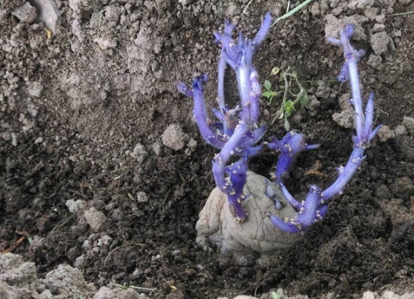  Plantation de Sineglazka dans un sol de loam sableux et loameux fin avril