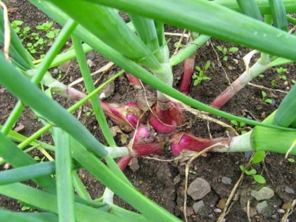  Échalote mûre sur la parcelle de jardin