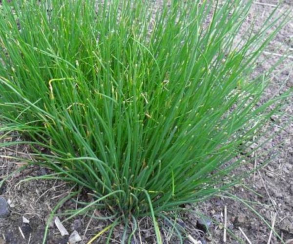  Oignons pérennes dans le jardin