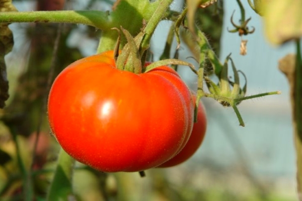  Tomate siberiano precoz: descripción de la variedad, cultivo y cuidado.