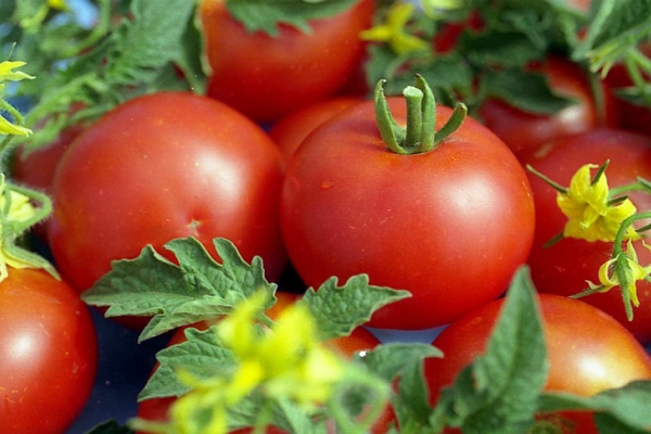  Los tomates son útiles para hombres hipertensos, hombres mayores de 40 años.