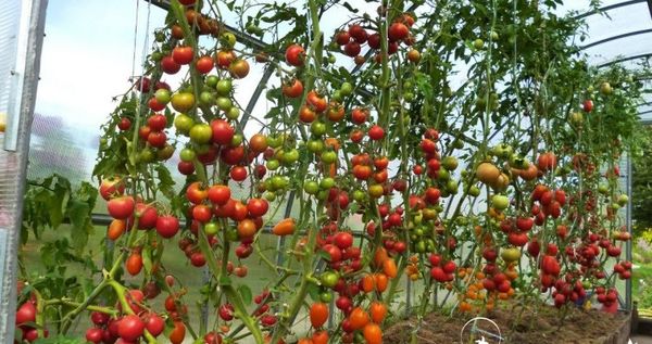  Los tomates altos cuelgan en ganchos