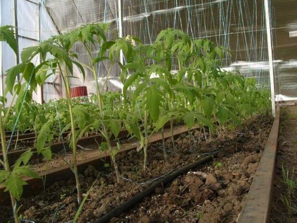  Al plantar en un tallo, la distancia entre los arbustos se puede reducir a 25 cm.