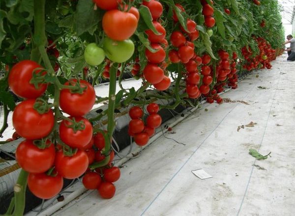  Cultivo de tomates en invernadero.