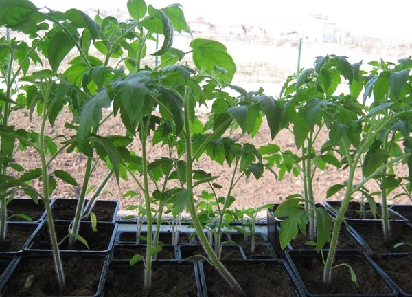  Las plantas de semillero crecidas se plantan en el suelo en un ángulo