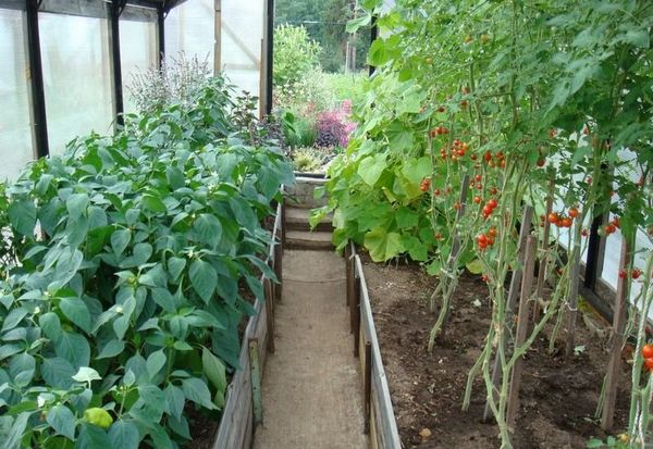  El tomate se puede cultivar con pimienta en un solo invernadero.