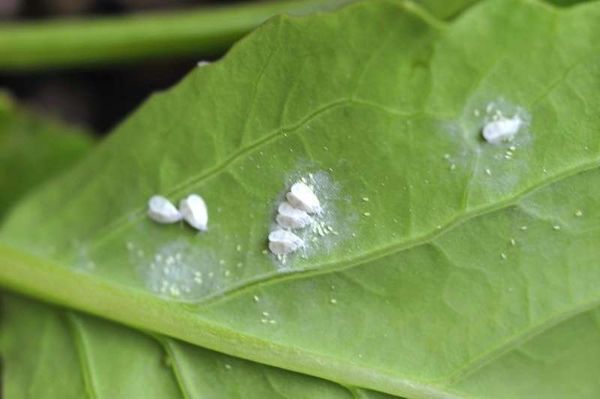  La floración blanca en las hojas de tomate indica el aspecto de la mosca blanca.