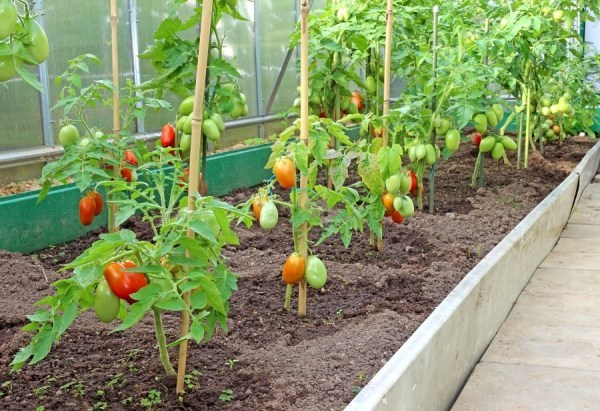  Al plantar tomates con otras verduras, debe instalar una partición en el invernadero