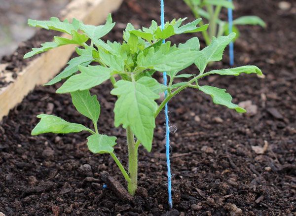  Para una buena germinación de las plántulas debe cumplir con las recomendaciones.