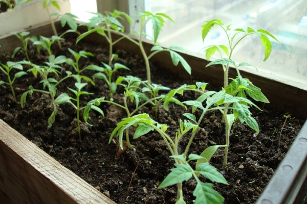  Para plantar plántulas para cultivar tomates se puede hacer en suelo abierto y cerrado.