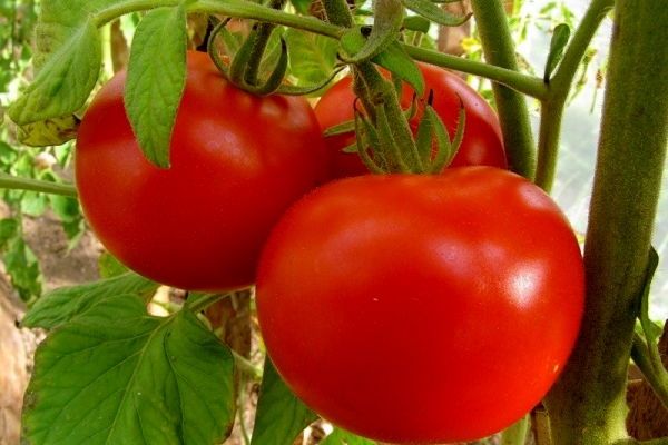  Variedad genética de tomate: descripción y características de la variedad, plantación y cuidado.