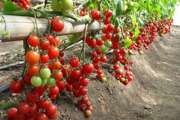  La patria de los tomates es América del Sur, se convirtieron en una cultura muy conocida en el siglo XIX.