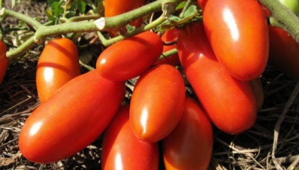  El color de los frutos del tomate Principiante rojo o rosado, y, en sus características, no difieren entre sí.