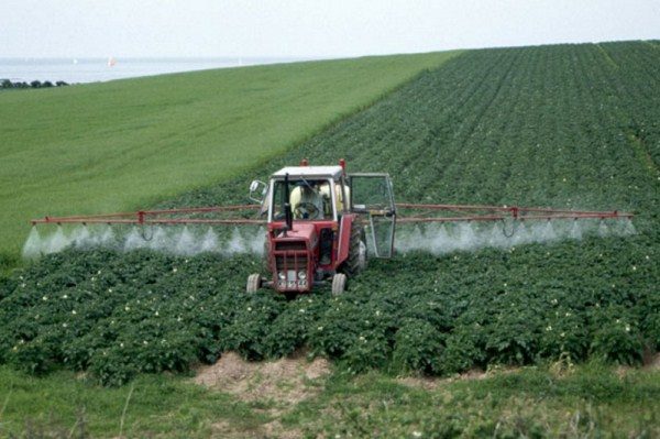  L'herbicide à action continue détruira la coque protectrice des plantules, entraînant la mort de la future plante