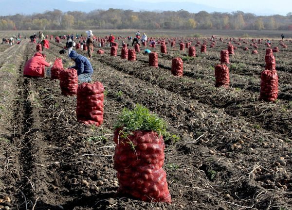  récolte de pommes de terre