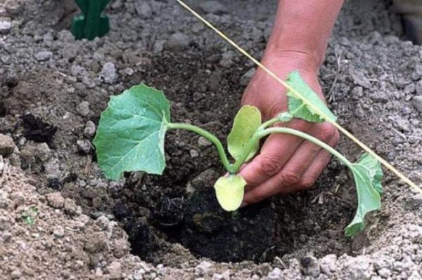  Planter des plants de pastèque