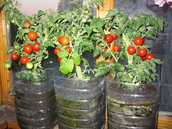  Un método para cultivar tomates en botellas de plástico inventado en Japón.