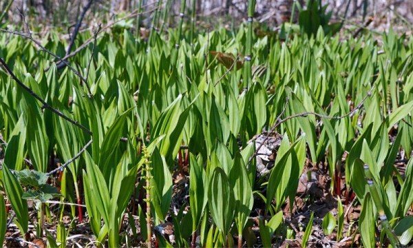  Les variétés d'oignons sauvages, cultivées à l'état sauvage ou domestiquées, sont bénéfiques pour le corps.