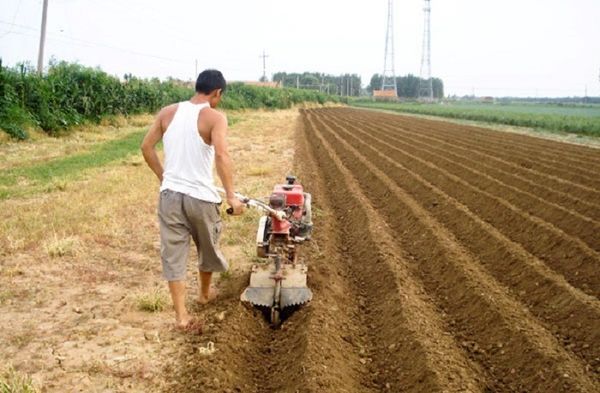  planter des pommes de terre