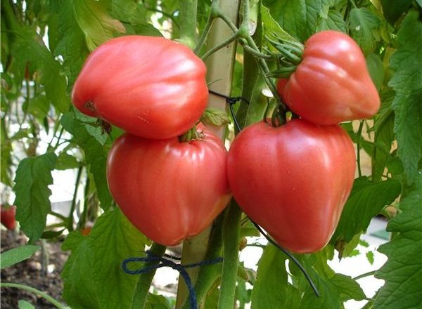  tomate toro corazón