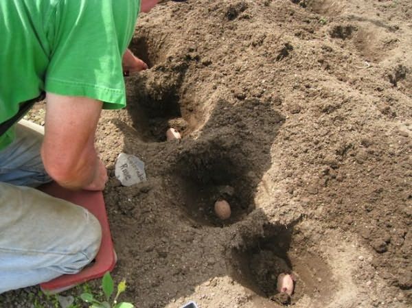  Lors de la plantation, les puits sont situés à une distance de 35 à 40 cm les uns des autres.