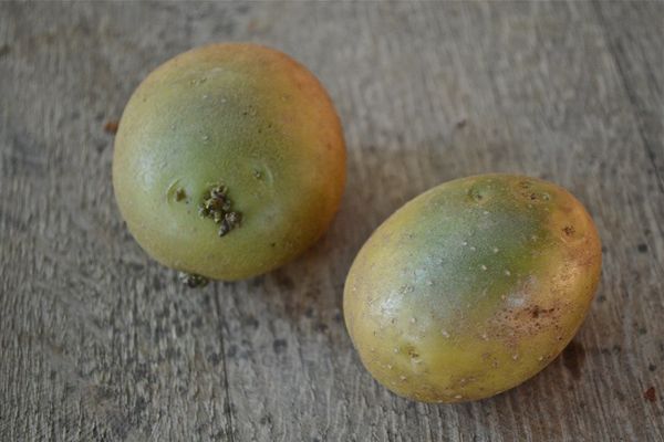  Est-il possible de manger des pommes de terre vertes