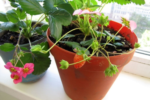  Fraises sur le balcon: est-il possible et comment se développer, conseils d'entretien