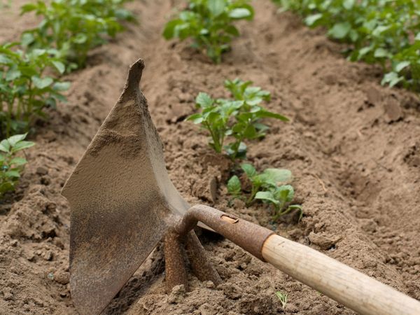  Nous avons besoin de désherber et de détacher les pommes de terre pour obtenir suffisamment d'oxygène