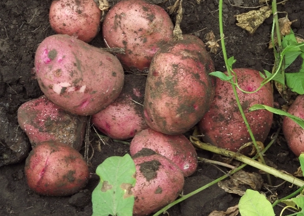  Jusqu'à 95% des tubercules conservent leur apparence pendant le transport