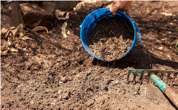  Al preparar las camas para plantar pimienta en el suelo, agregue estiércol, desenterrar