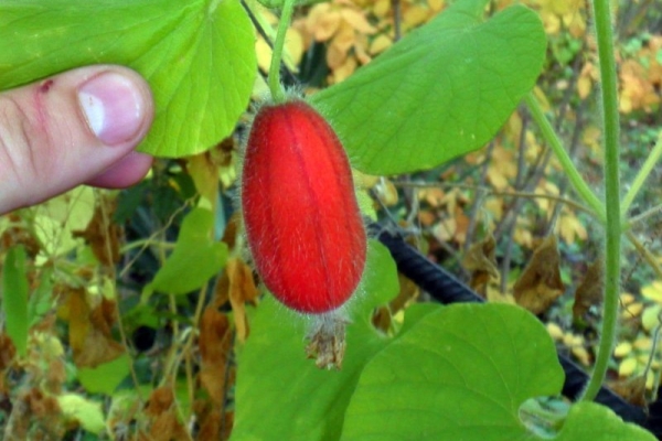  Pepinos rojos: descripción y características de la variedad, consejos sobre siembra y cuidado.