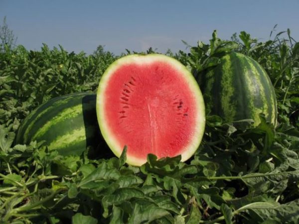  Wassermelonenproduzent im Schnitt