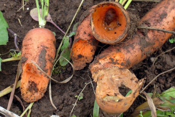  Zanahorias dañadas por plagas