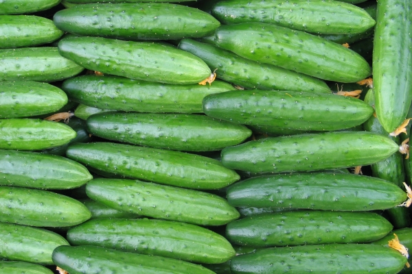  ¿Es el pepino una baya, fruta o verdura? Uso y daño, aplicación.