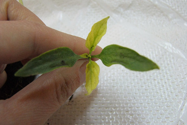  Fusarium y esclerocinia en plantones de pimiento.