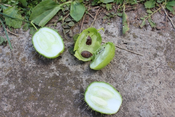  La fruta madura, explota y dispersa semillas a su alrededor.