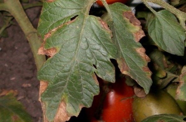  Manchas secas de tomate (macrosporioz)