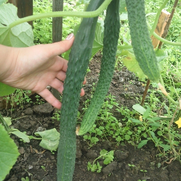  Ventajas de la variedad: alto rendimiento, largos periodos de fructificación y almacenamiento.