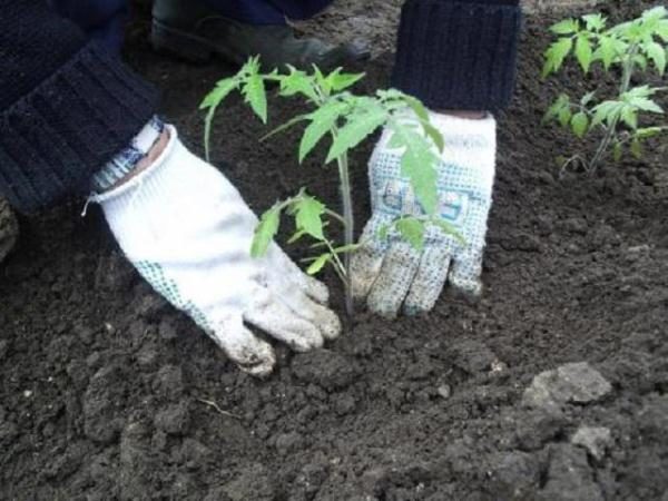  Tomate Andrómeda se planta en campo abierto en mayo