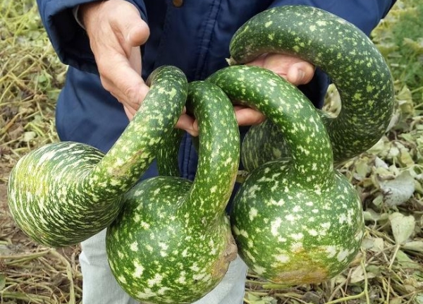  Calabaza Lagenariya - la mejor opción para la vacunación de sandía