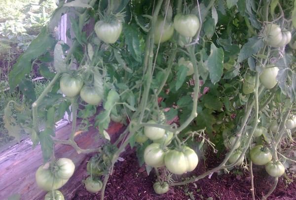  De un arbusto, en promedio, puede recoger unos 6 kg de tomate Budenovka