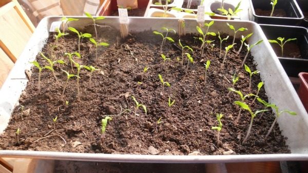  Brotes de tomate, miel rosa.