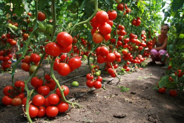  C'est un cultivar idéal pour le jardinier, car avec un minimum de coûts, une bonne récolte est obtenue.