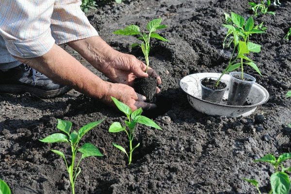  Al plantar plántulas de pimiento en un lugar permanente para esperar el final de las heladas